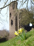 FZ003624 Daffodils by Abergavenny castle.jpg